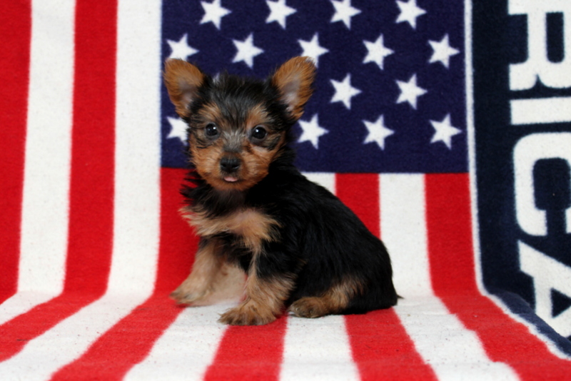 puppy, for, sale, Yorkshire Terrier, Matthew B. Stoltzfus, dog, breeder, Gap, PA, dog-breeder, puppy-for-sale, forsale, nearby, find, puppyfind, locator, puppylocator, aca